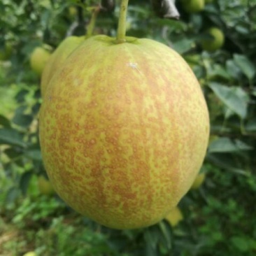 新梨7号树苗1~4cm100~150cm