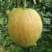 新梨7号树苗1~4cm100~150cm