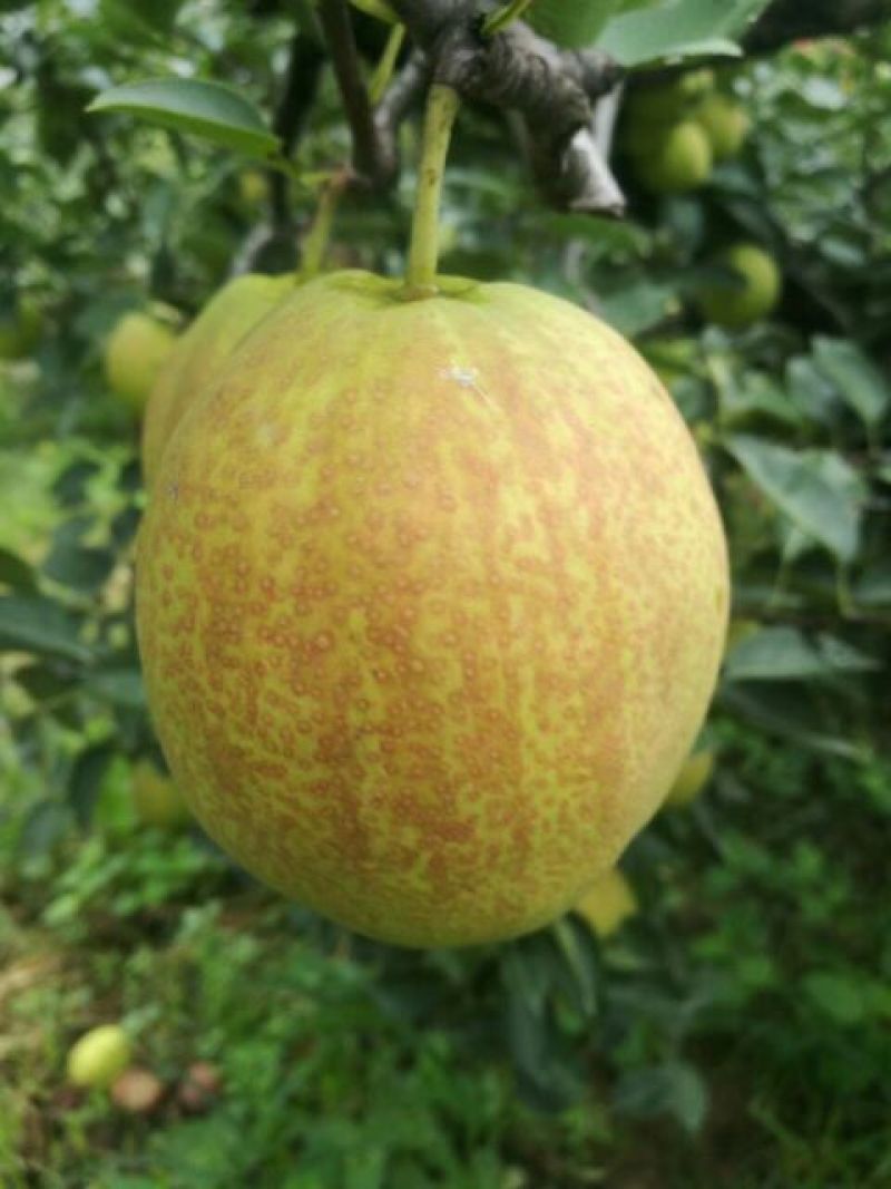 新梨7号树苗1~4cm100~150cm