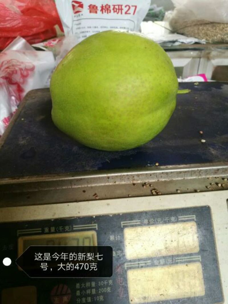 新梨7号树苗1~4cm100~150cm