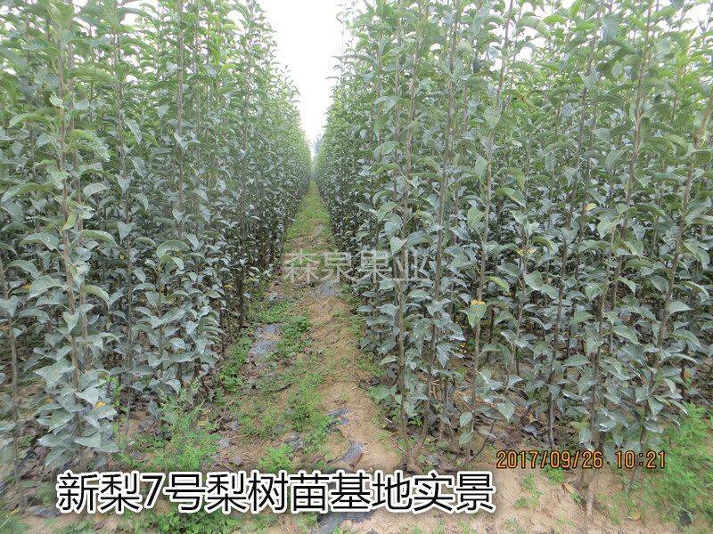 新梨7号树苗1~4cm100~150cm