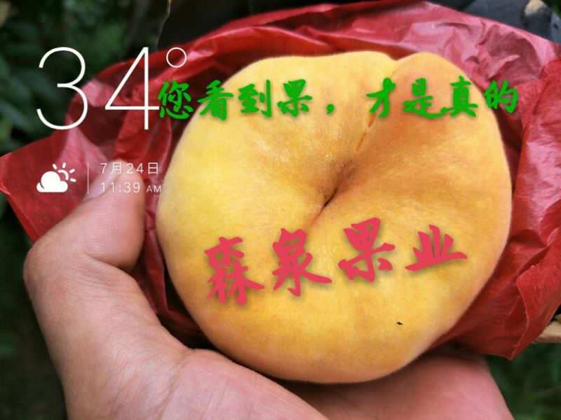 中蟠11号桃树苗黄肉毛蟠桃