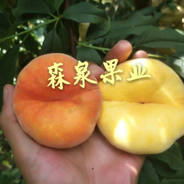 中蟠11号桃树苗黄肉毛蟠桃
