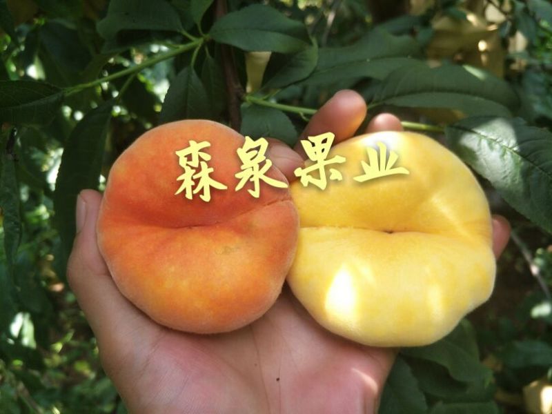 中蟠11号桃树苗黄肉毛蟠桃