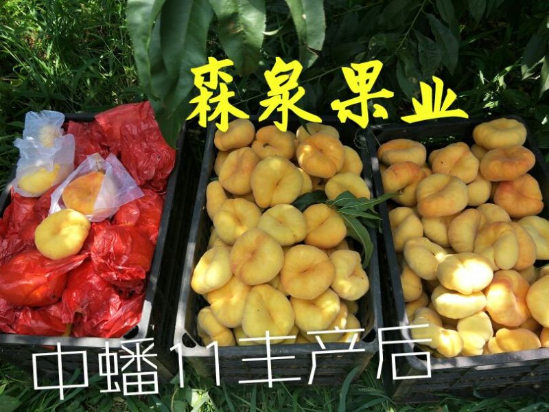 中蟠11号桃树苗黄肉毛蟠桃