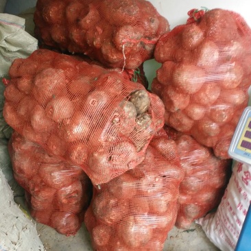 魔芋鲜货预计9月份大量上市，有需要的老板联系