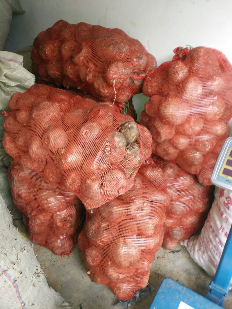 魔芋鲜货预计9月份大量上市，有需要的老板联系