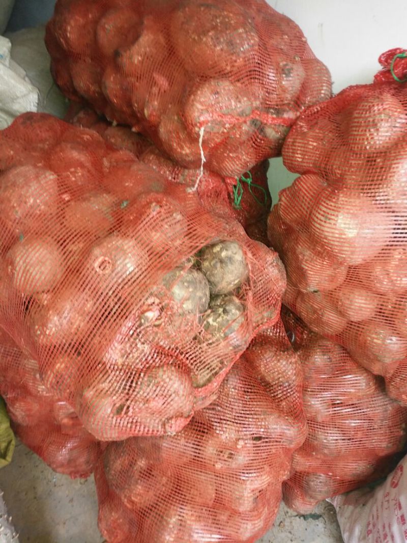 魔芋鲜货预计9月份大量上市，有需要的老板联系