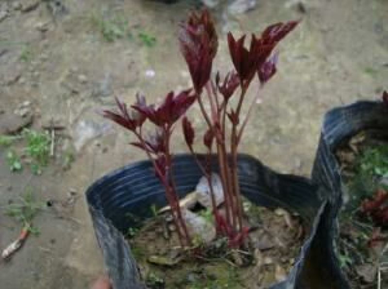 白芍花苗