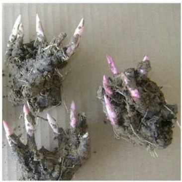 白芍花苗