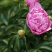 白芍花苗