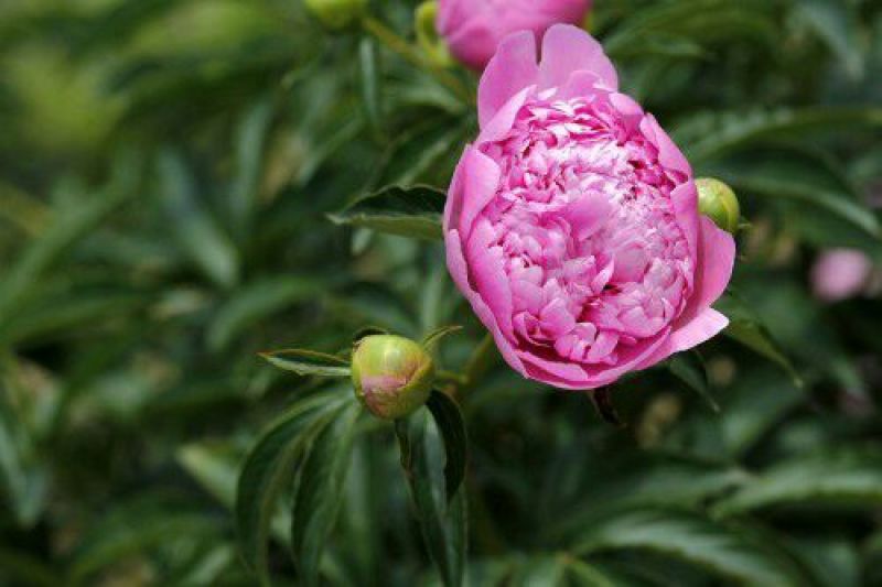 白芍花苗