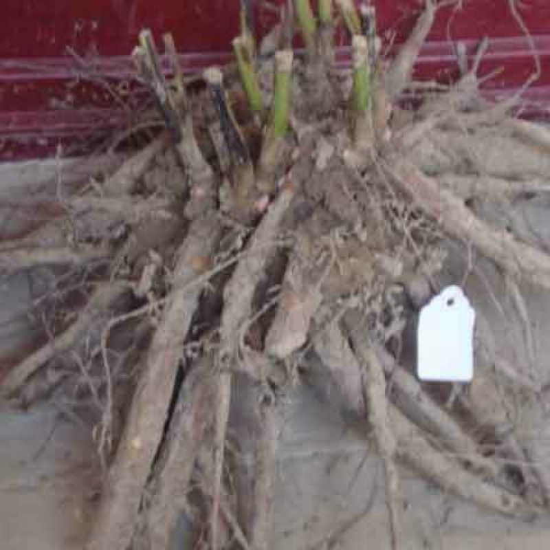 白芍花苗
