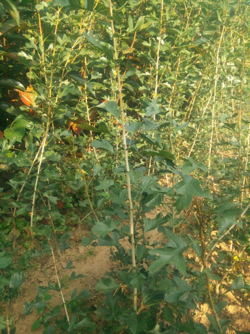 甜红子山楂苗70~80cm