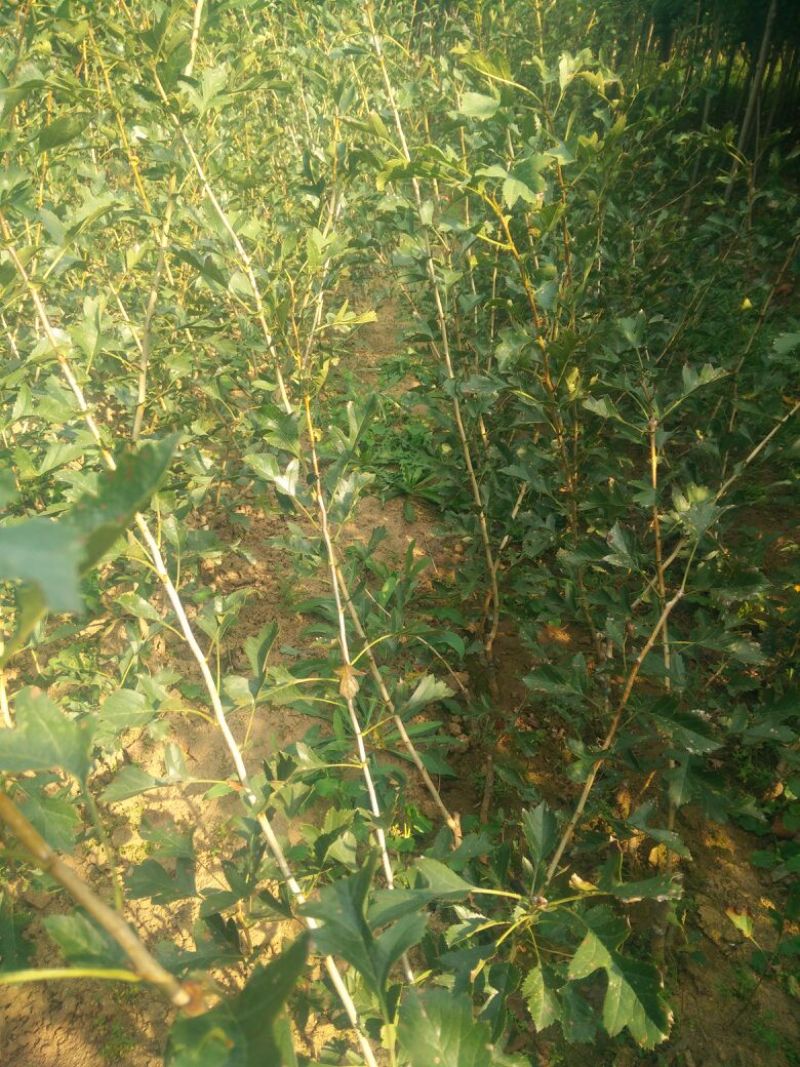 甜红子山楂苗70~80cm