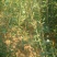 甜红子山楂苗70~80cm