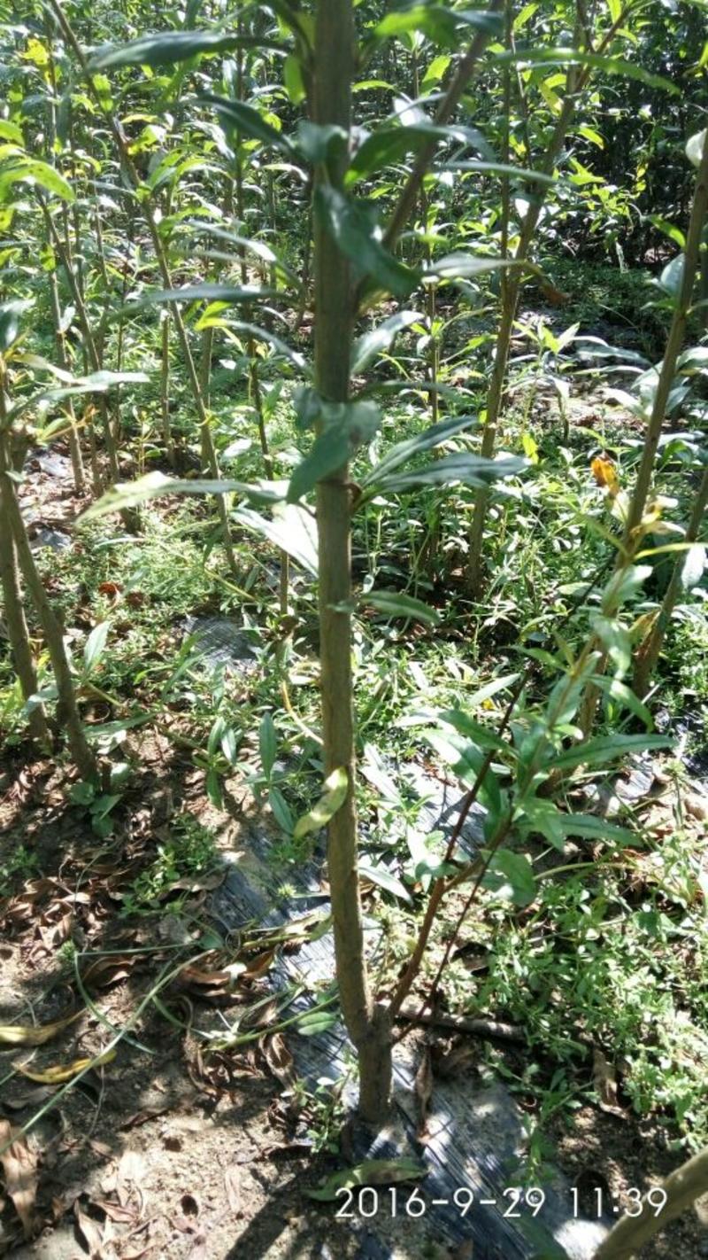 突尼斯软籽石榴树苗嫁接苗80cm以上