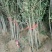 突尼斯软籽石榴树苗嫁接苗80cm以上