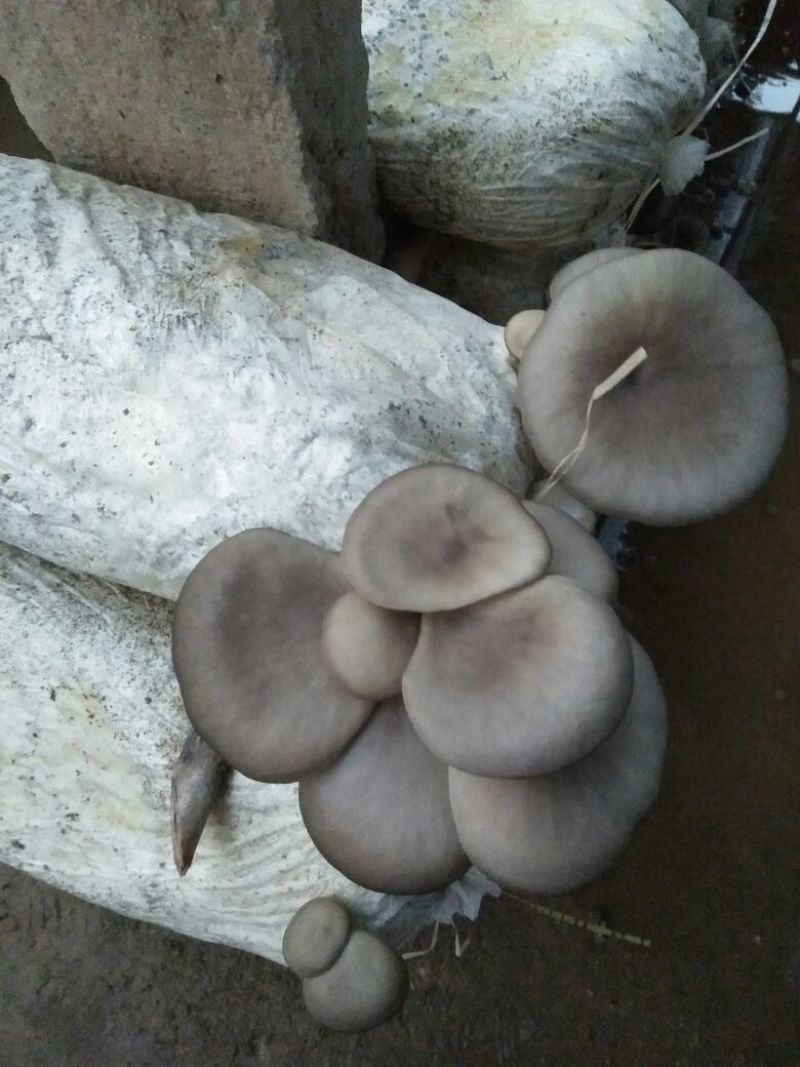 平菇菌棒22*47质优价廉