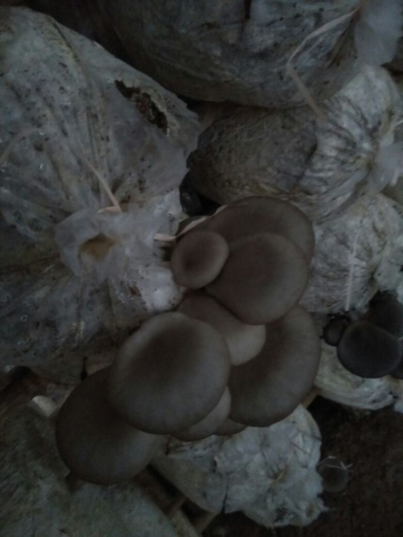 平菇菌棒22*47质优价廉