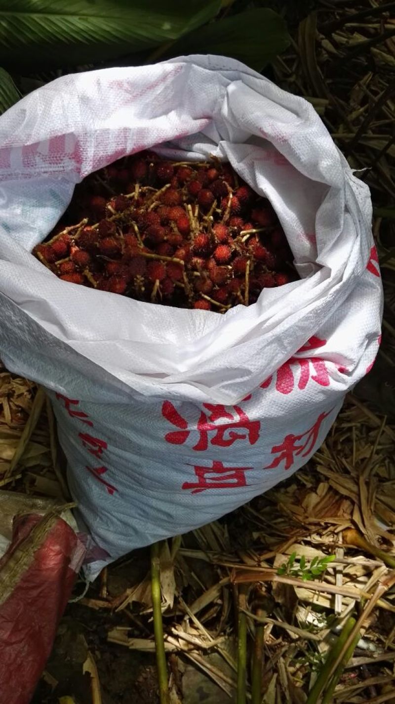 阳春砂仁