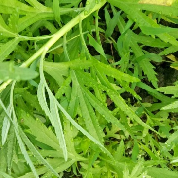 芦篙种苗