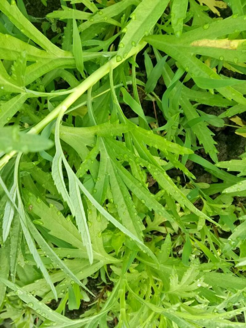 芦篙种苗
