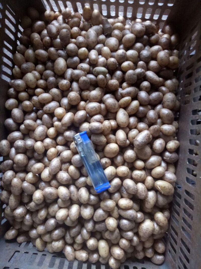 荷兰十五土豆种子，荷兰806种子，荷兰七种子，费乌瑞它。