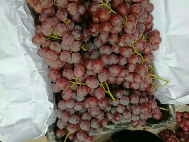 陕西大荔产地直发一手货源红提葡萄大量上市，价格便宜