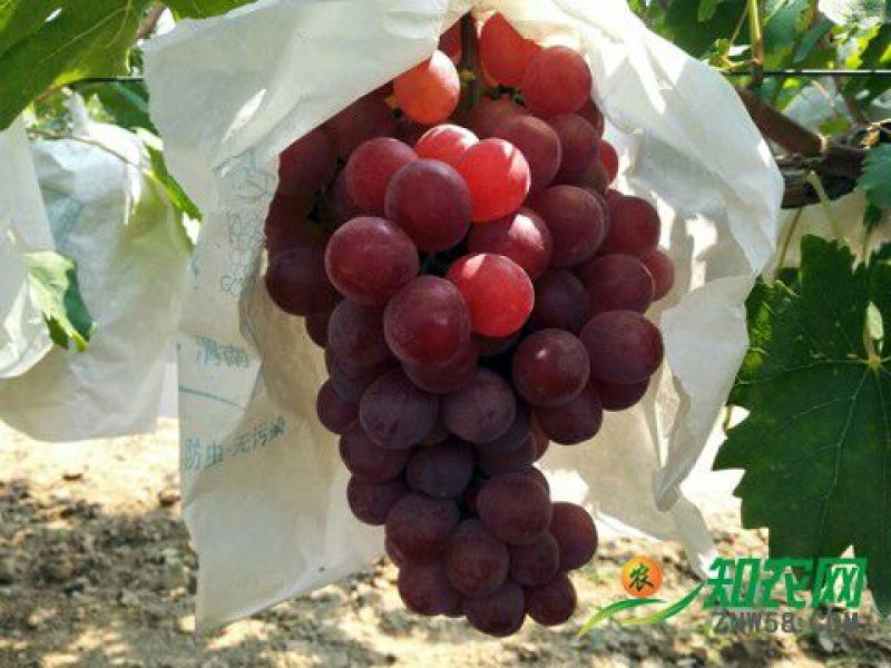 陕西大荔产地直发一手货源红提葡萄大量上市，价格便宜