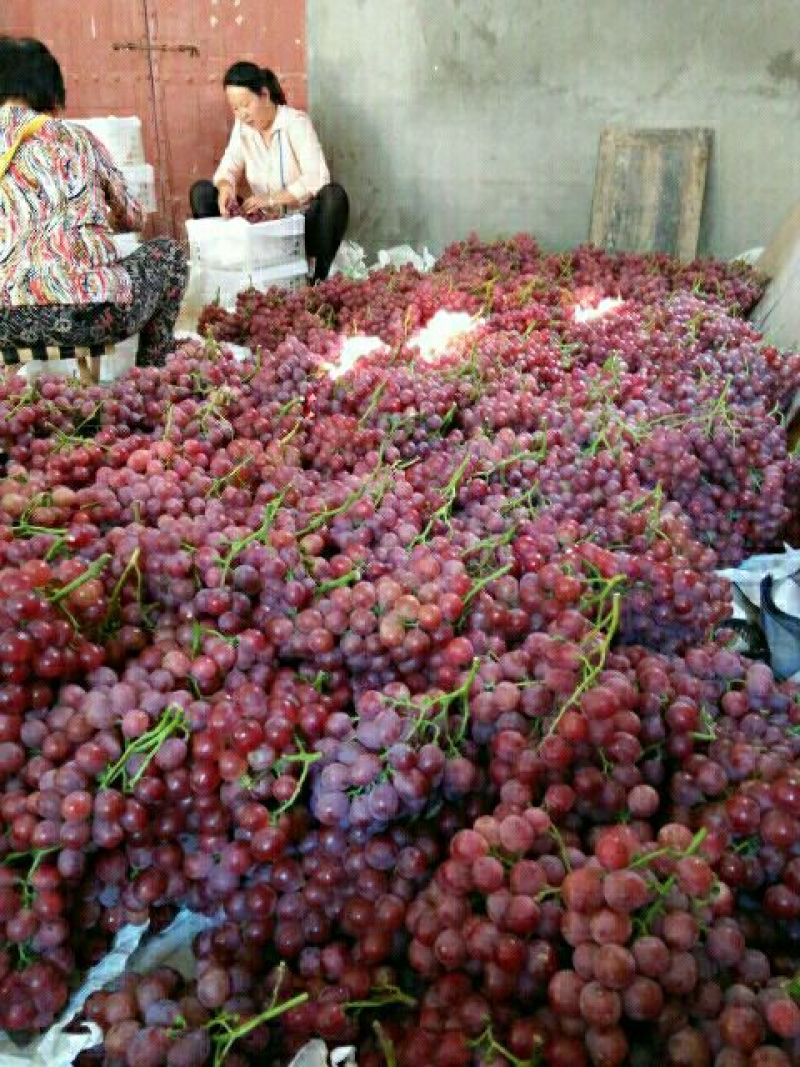 陕西大荔产地直发一手货源红提葡萄大量上市，价格便宜