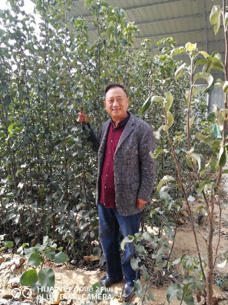 梨月梨树苗八年秋月梨树一棵五元(八年)给钱挖树