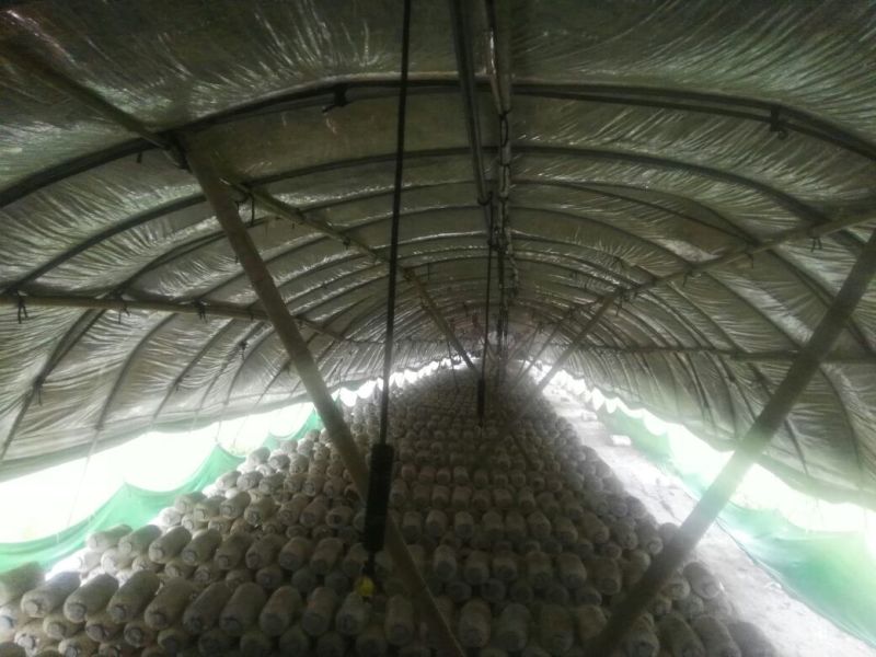 平菇菌棒22*47