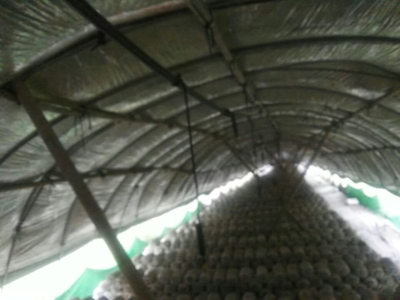 平菇菌棒22*47