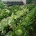 夏阳白菜4~6斤毛菜