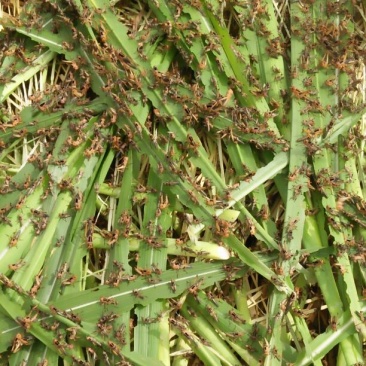 长期、蝗虫，蚂蚱活虫冰鲜