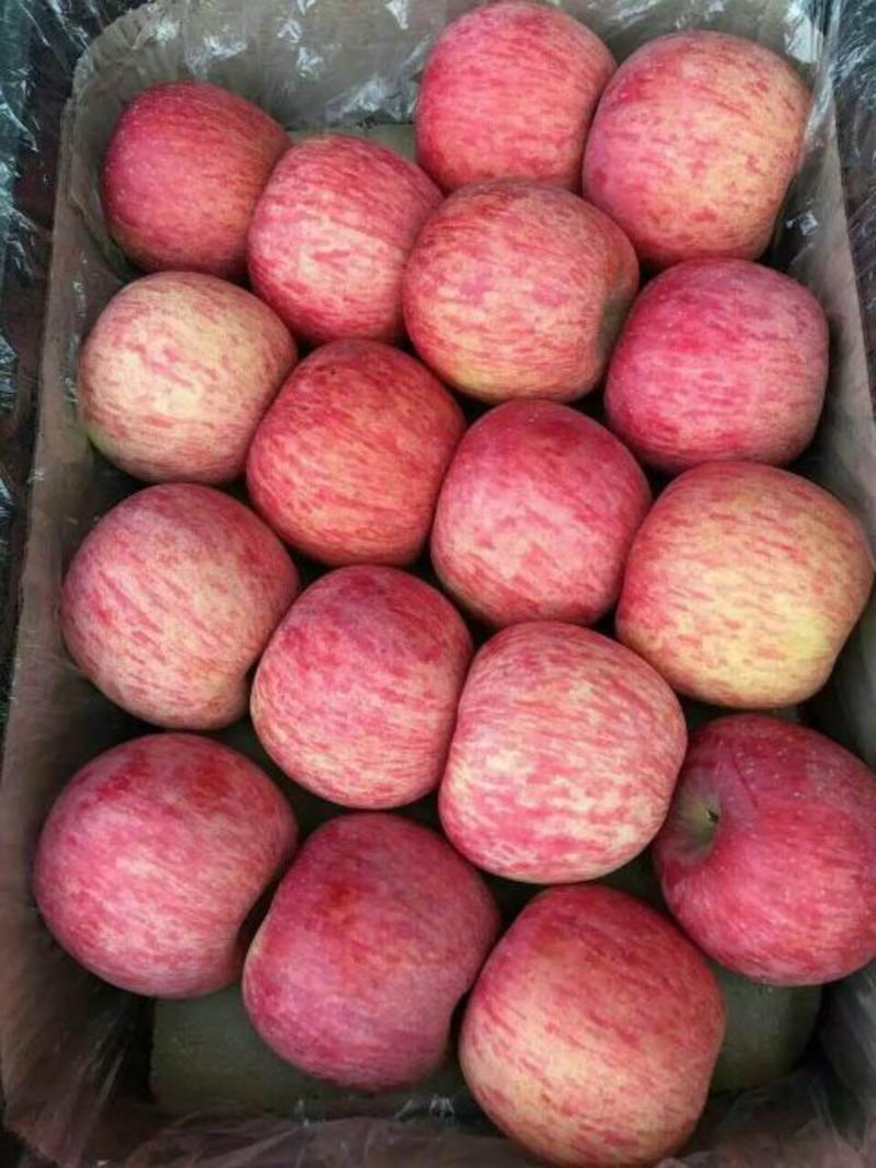 优质红富士苹果大量上市全红条红等全国发货保证质量