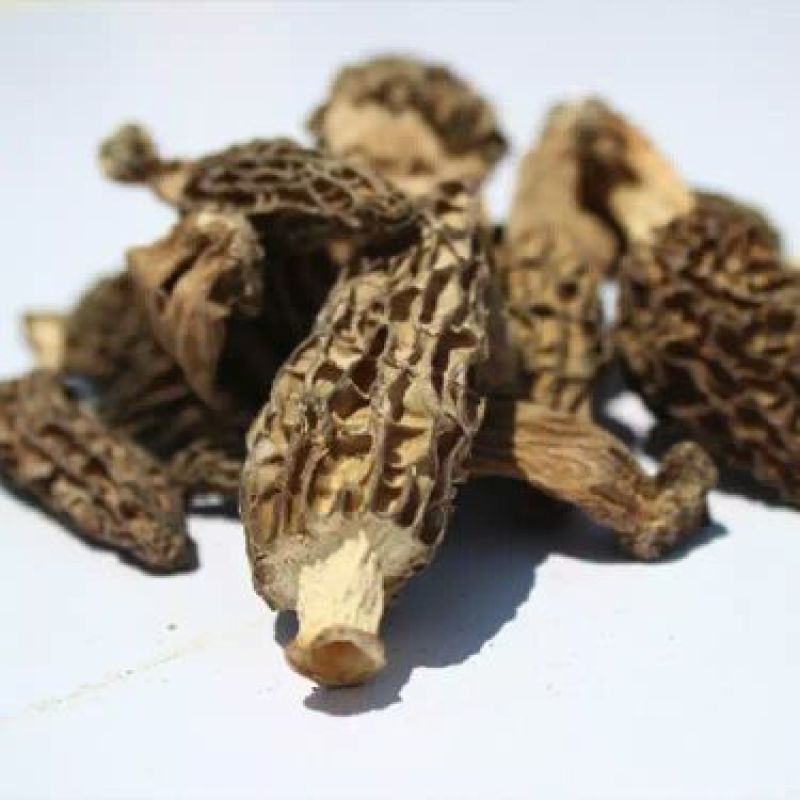 干羊肚菌