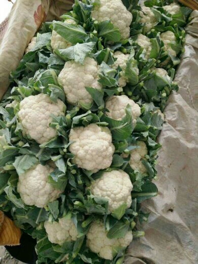 白花菜花产地直达量大货优各类应季蔬菜
