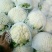 白花菜花产地直达量大货优各类应季蔬菜