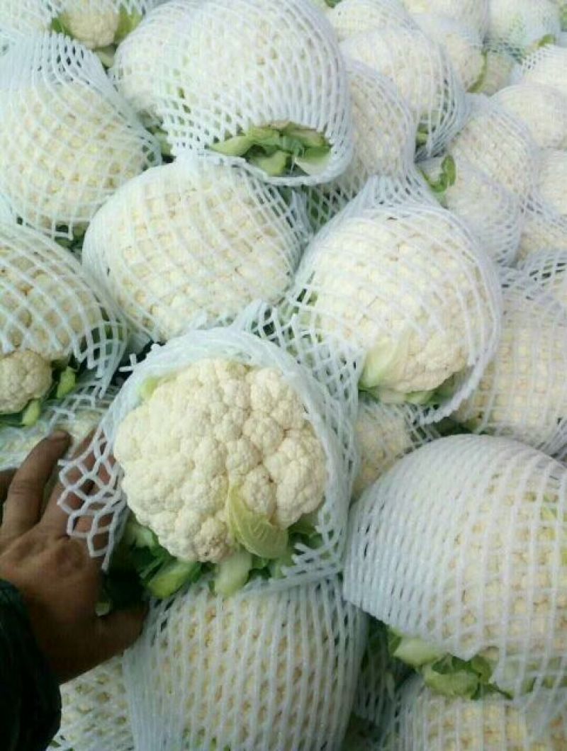 白花菜花产地直达量大货优各类应季蔬菜