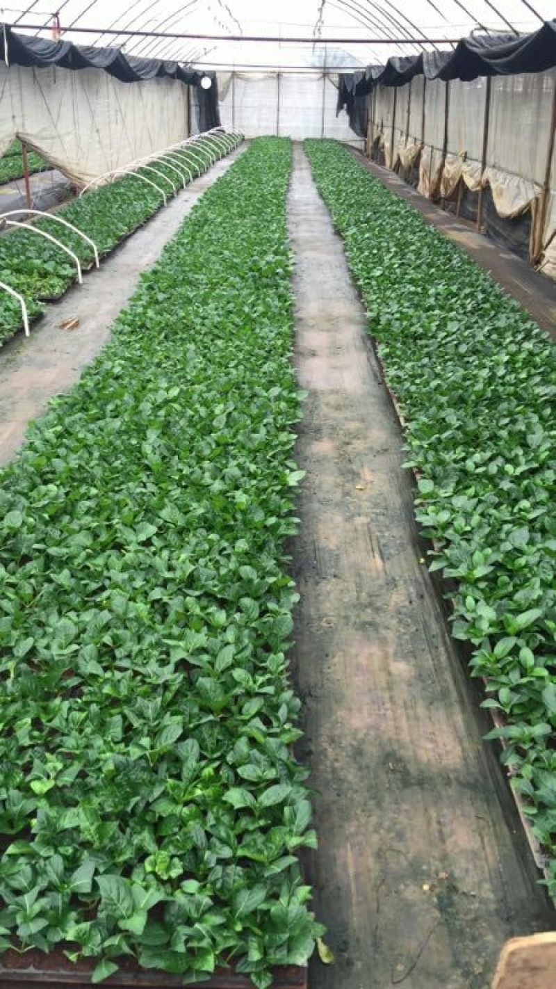 非洲菊种苗扶郎苗，组培小苗