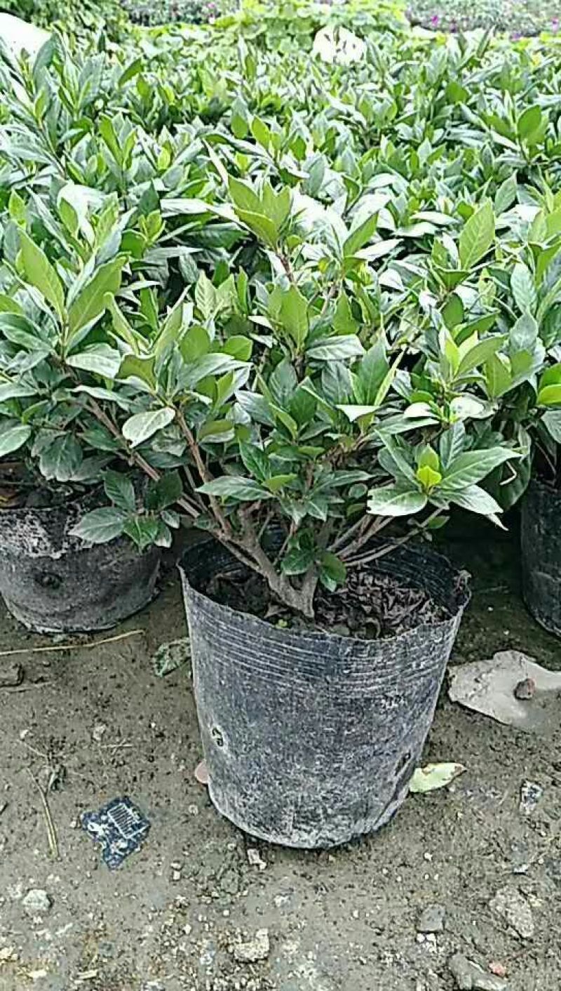 小叶栀子20cm以上16~18cm3.5~4米