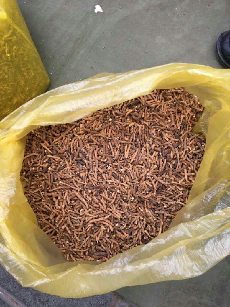 新草正宗野生虫草高海拔西藏那曲冬虫夏草大断草头期