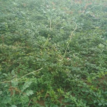 迎春花1米以下