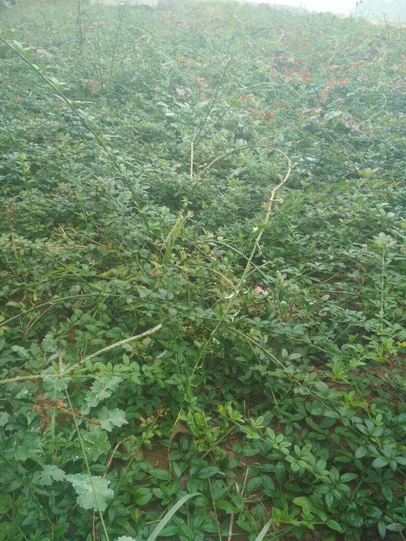 迎春花1米以下