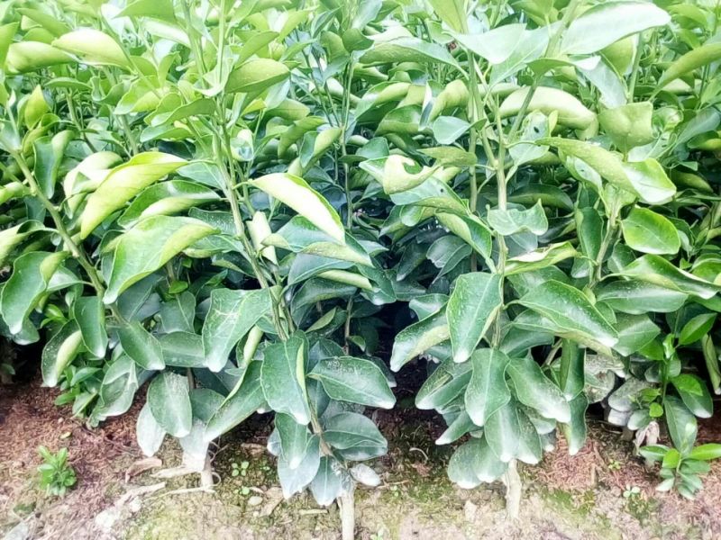 沙糖桔苗30~50cm