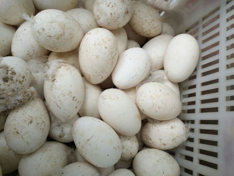 鹅蛋食用