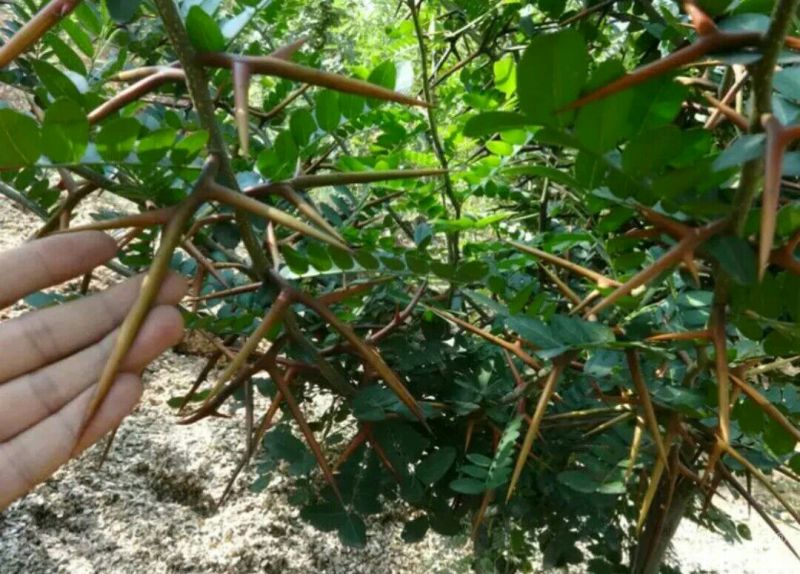 山东品质皂角树苗大刺皂角苗规格齐全