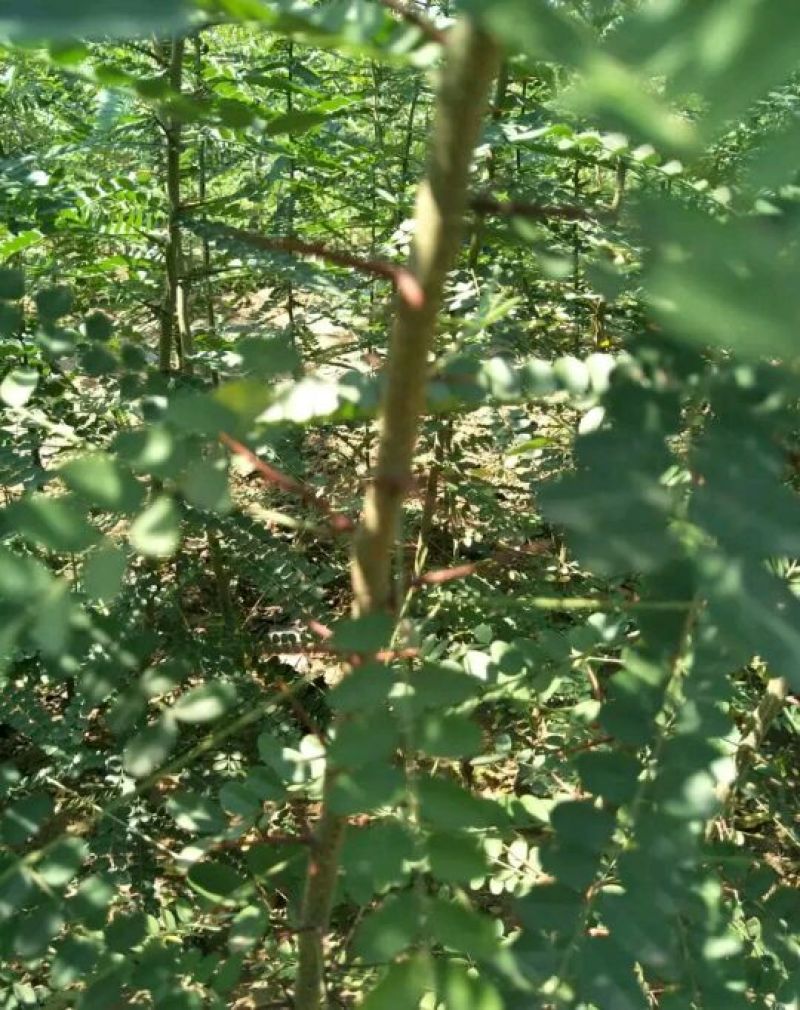 山东品质皂角树苗大刺皂角苗规格齐全